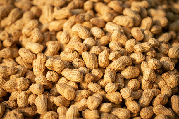 Groundnuts